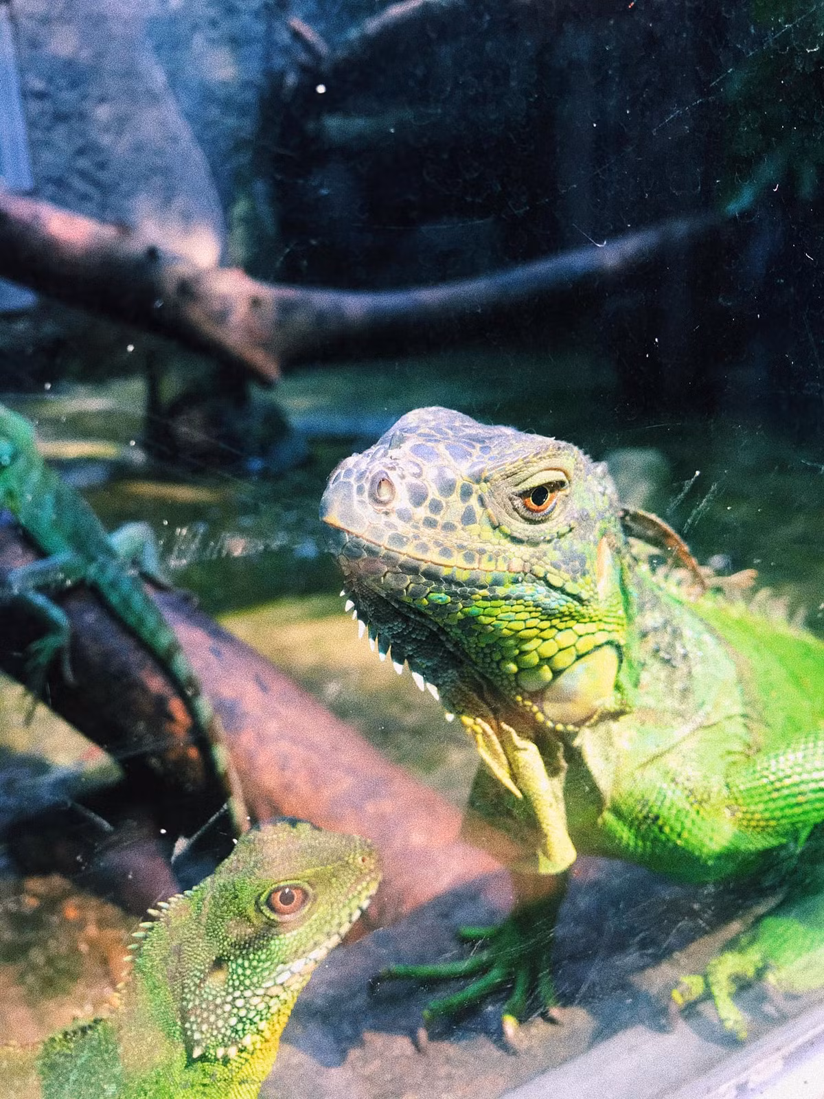 Gương mặt vô cảm nhưng cũng rất đáng yêu.