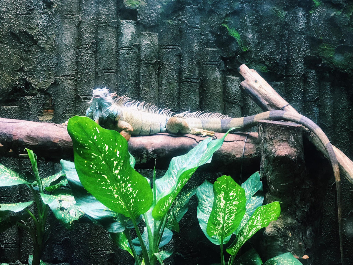 Một chú rồng Nam Mỹ lười biếng...