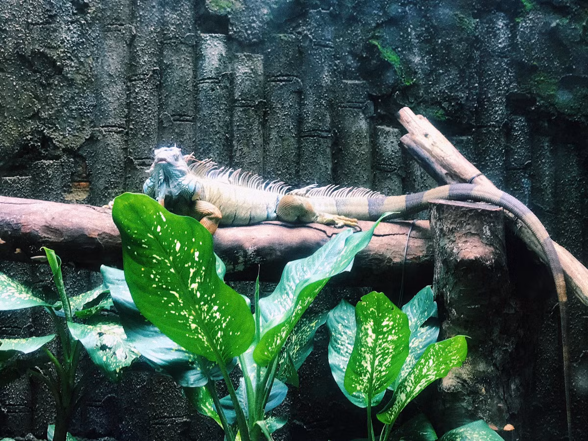 Một chú rồng Nam Mỹ lười biếng...