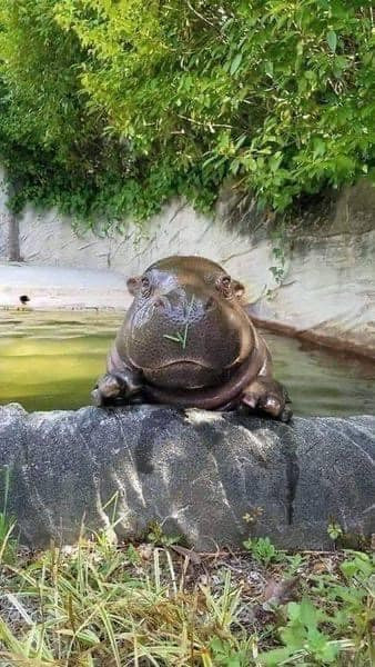 Chú hà mã con với gương mặt non nớt, cực đáng yêu và đỏm dáng.