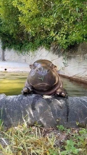 Chú hà mã con với gương mặt non nớt, cực đáng yêu và đỏm dáng.