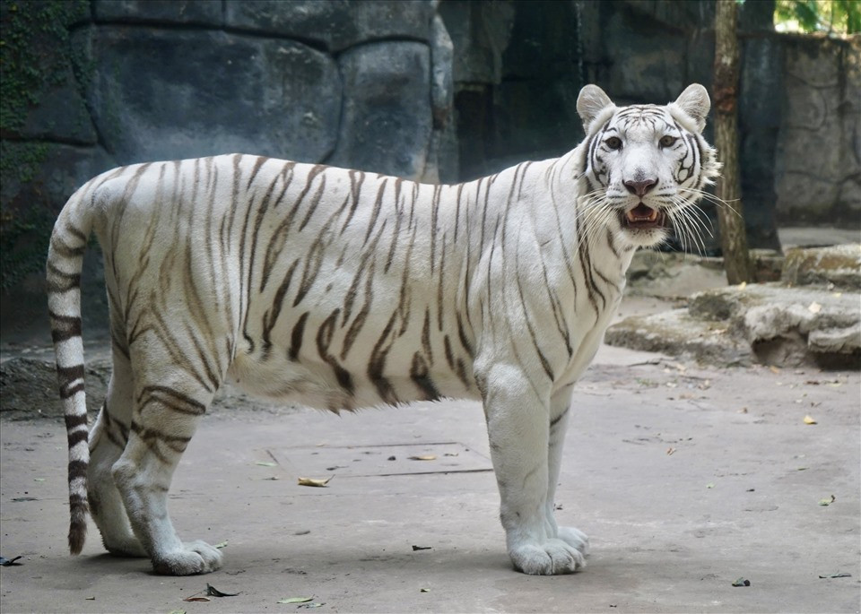 Hổ trắng trong tự nhiên có ở Bangladesh, Ấn Độ, Bhutan, Trung Quốc và Nepal. Thời điểm nhập hổ trắng về Thảo Cầm Viên, loài vật này đứng hàng đầu trong danh sách những loài cần được bảo vệ. Không biết "anh hổ này" nhìn thấy cái gì mà biểu cảm lại ngạc nhiên đến thế.