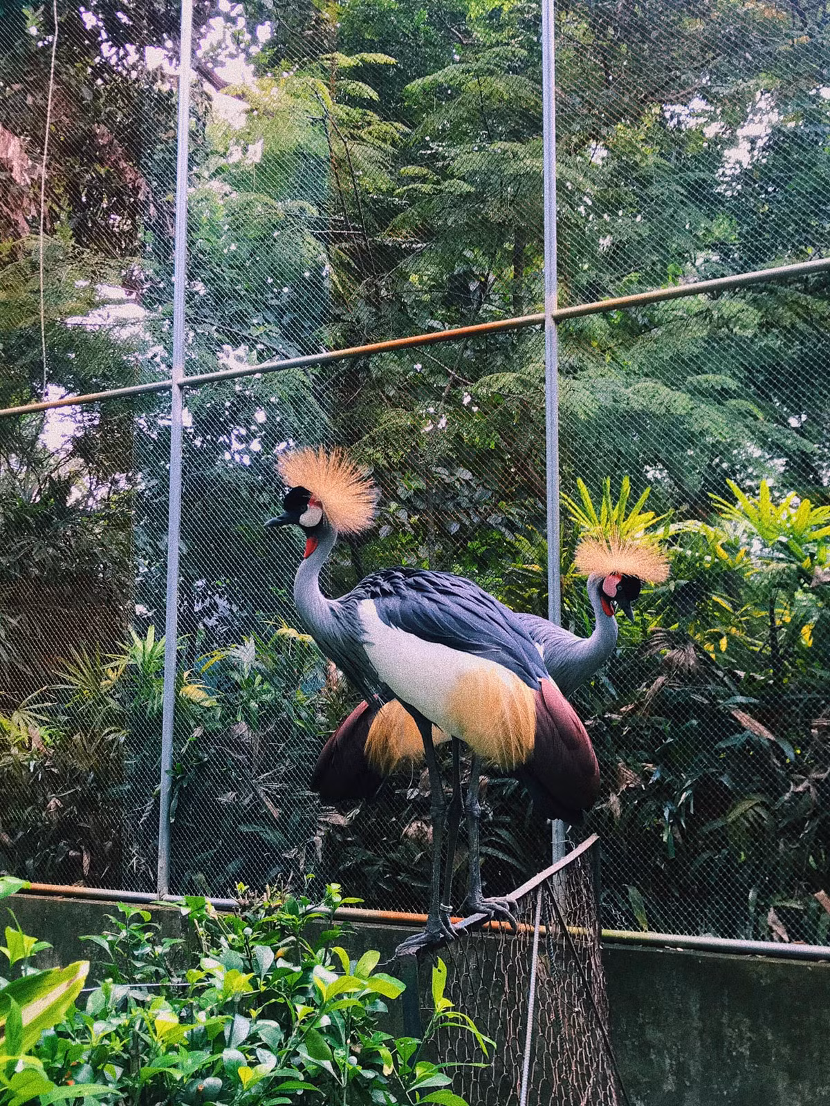Không chỉ có hà mã, Thảo cầm viên cũng có rất nhiều loài vật quý hiếm đang được nuôi và bảo tồn.