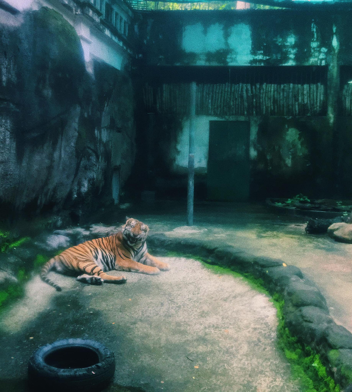 Chú hổ với biểu cảm "cực moe" này khiến du khách phải bật cười.