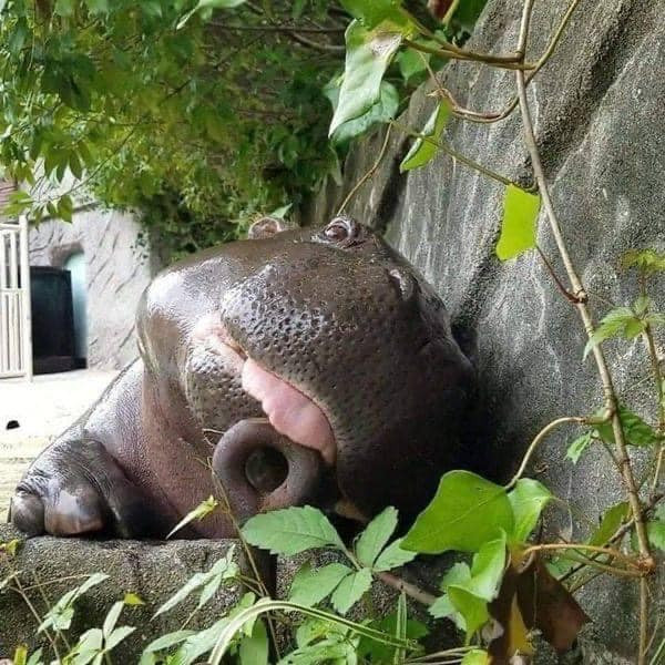 Những lời có cánh như: "cưng xỉu", "em bé dễ thương" hay "đáng yêu quá trời quá đất" về hà mã con được netizen bình luận nhiều dưới bài đăng.