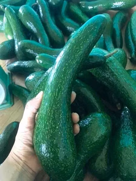 Bo sap “nu hoang chan dai” rot gia, thuong lai om vuon “ngam trai dang”-Hinh-2