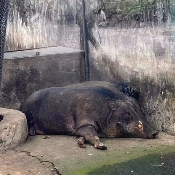 Chú lợn rừng này cũng tìm được một góc thoải mái rồi lăn ra đánh chén.