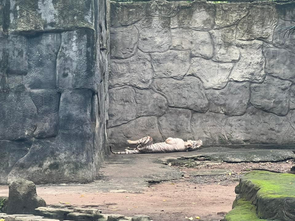 Một chú hổ đang ngủ “vắt lưỡi” trong chuồng, mặc kệ có người đang chụp ảnh mình.