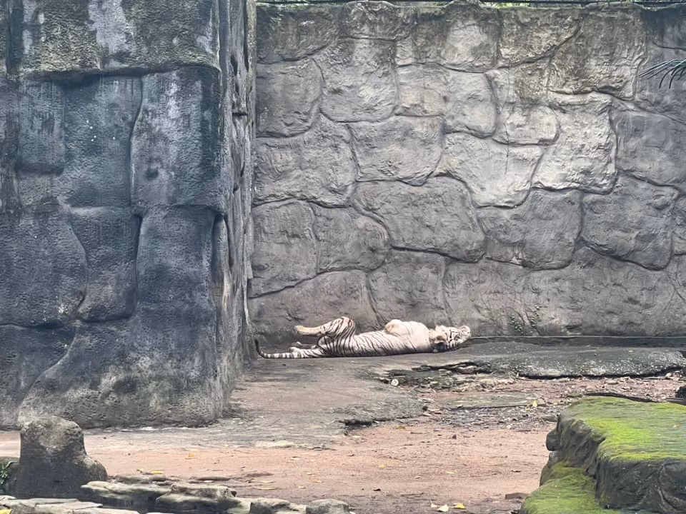 Một chú hổ đang ngủ “vắt lưỡi” trong chuồng, mặc kệ có người đang chụp ảnh mình.