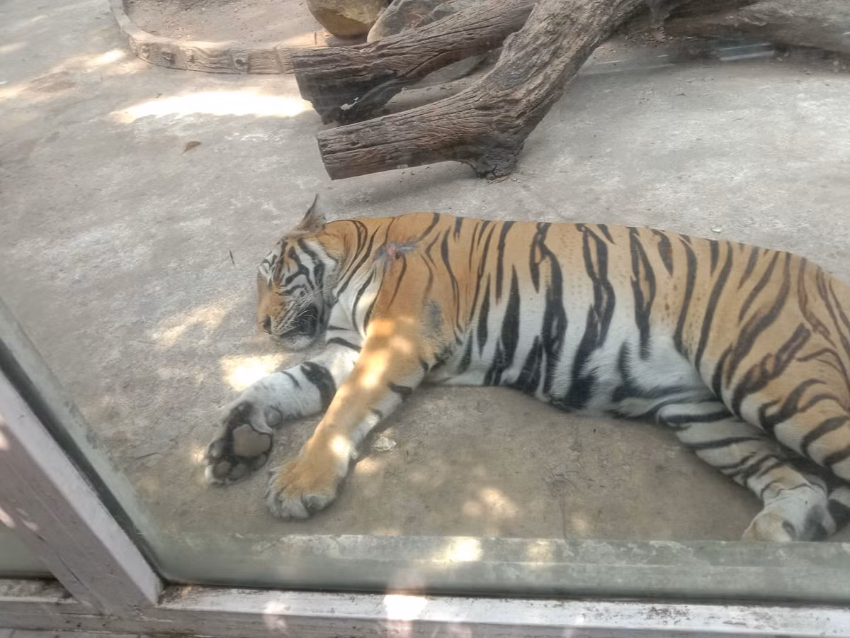 Nhìn những hình ảnh các loài động vật thoải mái ngủ ngon lành, ai cũng vừa vui, vừa bất lực, hy vọng chúng có thể tỉnh dậy để cho khách tham quan được quan sát kỹ hơn.