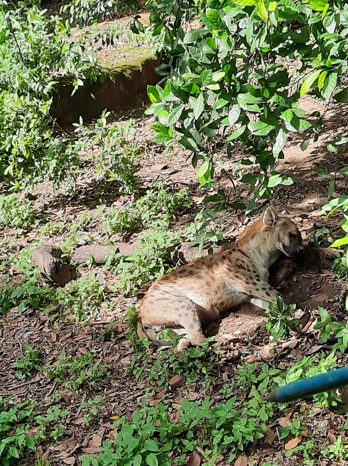 Ngủ cũng phải kê cao gối đầu thì mới yên tâm được. Nhiều người còn bày tỏ sự ghen tị với những loài vật này vì cuộc sống thiên đường được ngủ ngay cả trong giờ hành chính.