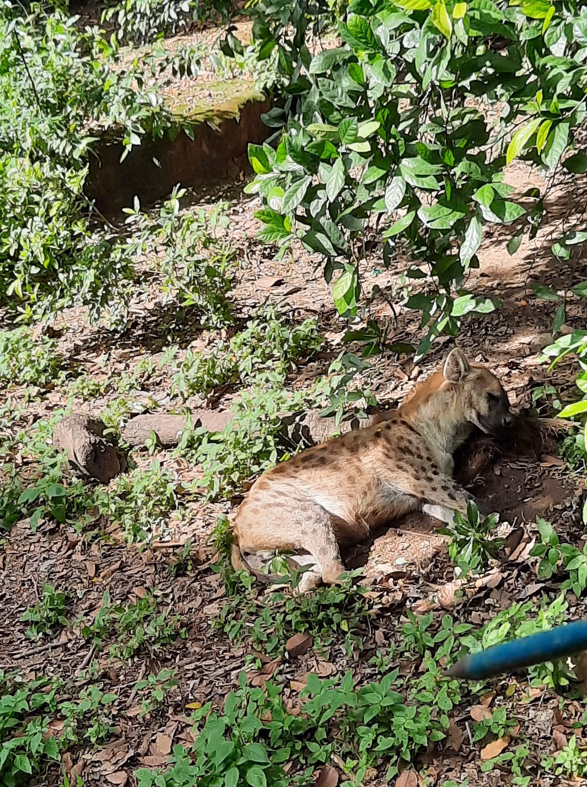 Ngủ cũng phải kê cao gối đầu thì mới yên tâm được. Nhiều người còn bày tỏ sự ghen tị với những loài vật này vì cuộc sống thiên đường được ngủ ngay cả trong giờ hành chính.