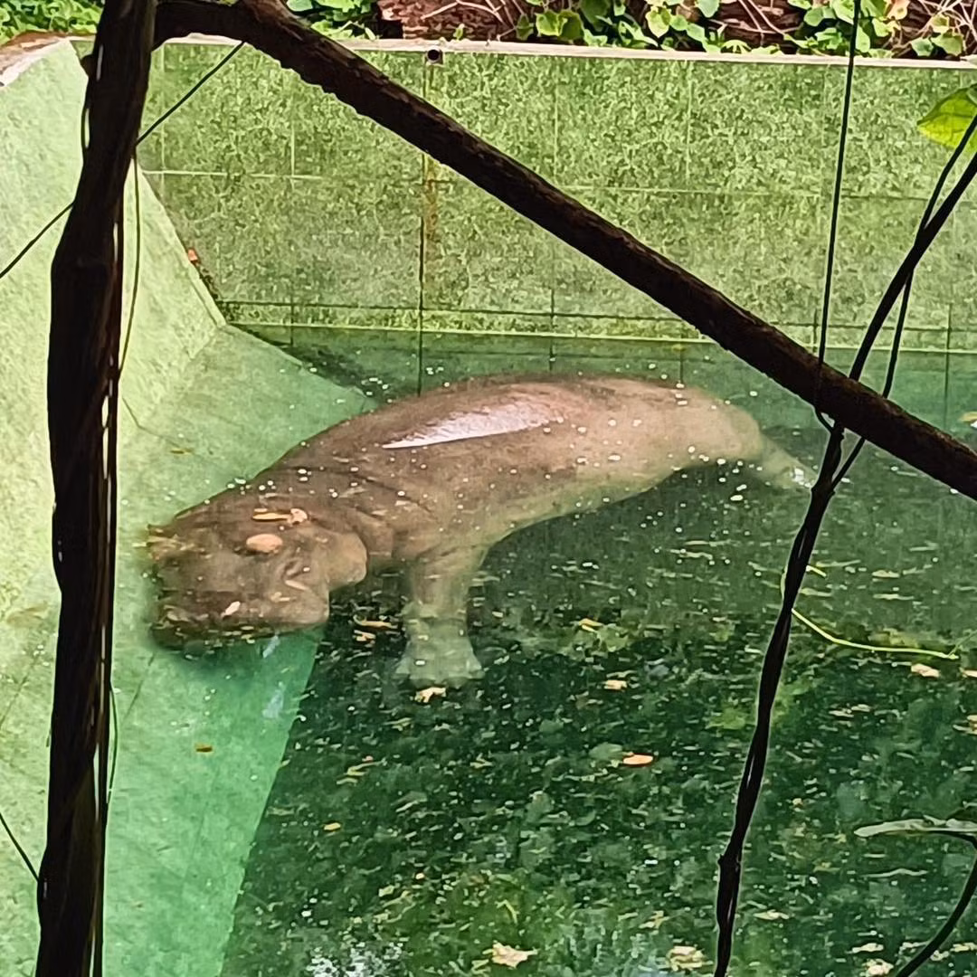 Chú hà mã này chắc đang bơi nhưng mệt quá nên...lăn ra ngủ.