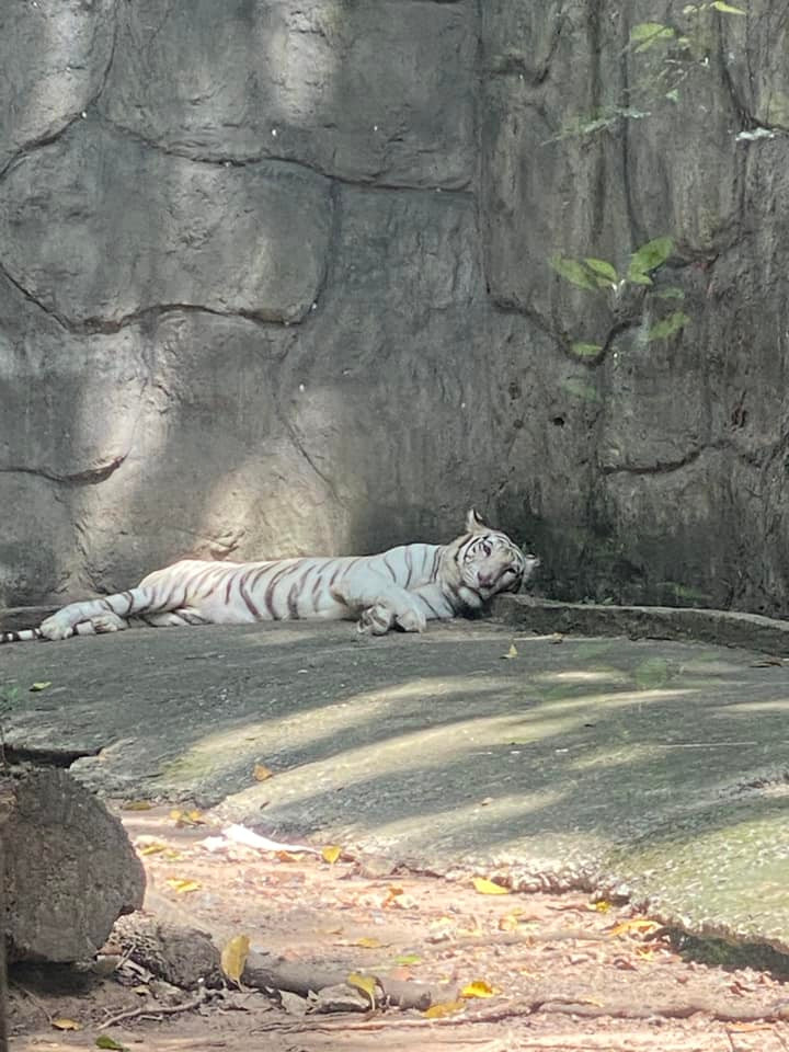 Thảo Cầm Viên Sài Gòn là nơi trưng bày, bảo tồn, nuôi dưỡng hơn 1000 cá thể gồm hàng chục loài có vú, hàng chục giống chim, nhiều giống bò sát và giống có cánh các loại, như: khỉ, gấu ngựa, gấu chó, hổ Đông Dương, hổ Bengal, báo hoa mai, hươu cao cổ...