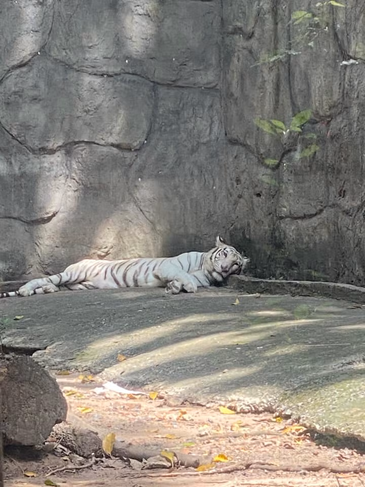 Thảo Cầm Viên Sài Gòn là nơi trưng bày, bảo tồn, nuôi dưỡng hơn 1000 cá thể gồm hàng chục loài có vú, hàng chục giống chim, nhiều giống bò sát và giống có cánh các loại, như: khỉ, gấu ngựa, gấu chó, hổ Đông Dương, hổ Bengal, báo hoa mai, hươu cao cổ...