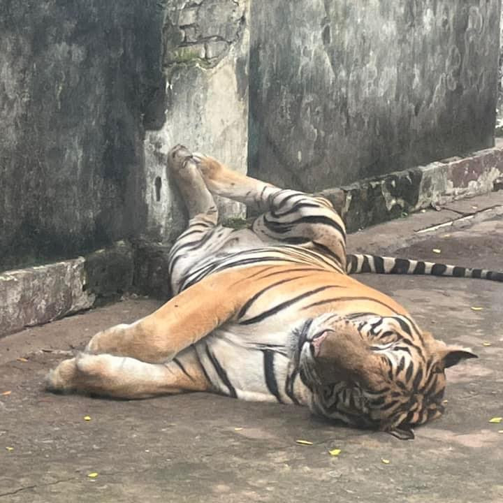 Có là hổ thì ngủ cũng phải gác chân mới thoải mái nha.