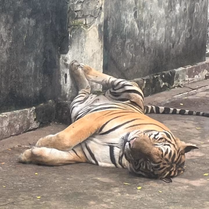 Có là hổ thì ngủ cũng phải gác chân mới thoải mái nha.