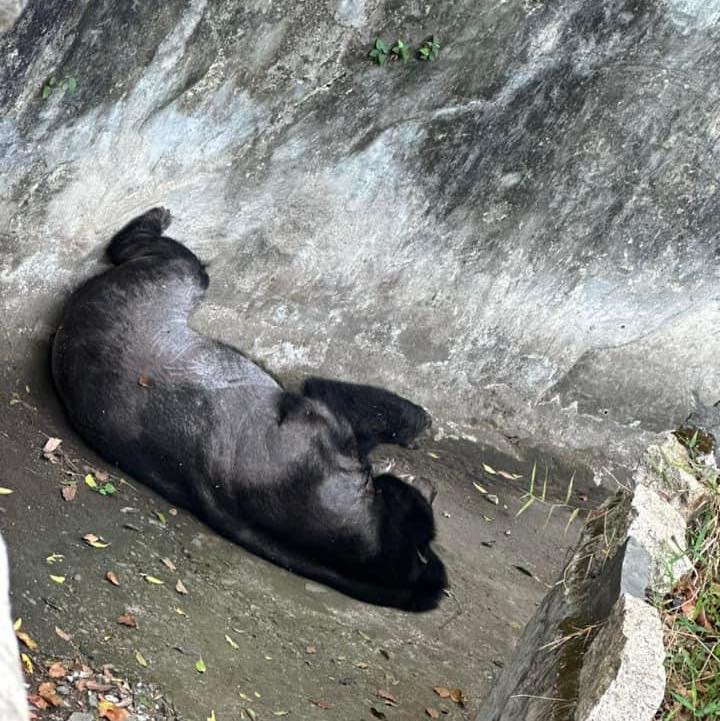 Tư thế ngủ vô cùng thoải mái của các loài động vật khiến không ít du khách phải lấy điện thoại chụp ảnh và chia sẻ lên MXH.