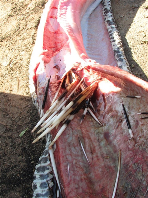 Mo xac tran khong lo phat hien su that chan dong-Hinh-3