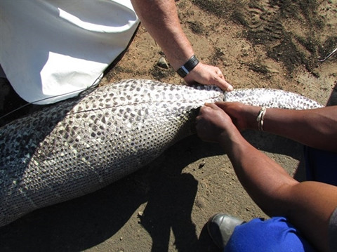 Mo xac tran khong lo phat hien su that chan dong-Hinh-2