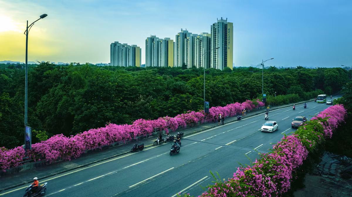 Hàng hoa giấy hai bên cầu đã nở rộ, tím rực cả một góc trời tạo nên cảnh tượng làm mê mẩn bất kỳ cô gái, chàng trai nào đam mê với việc chụp ảnh.