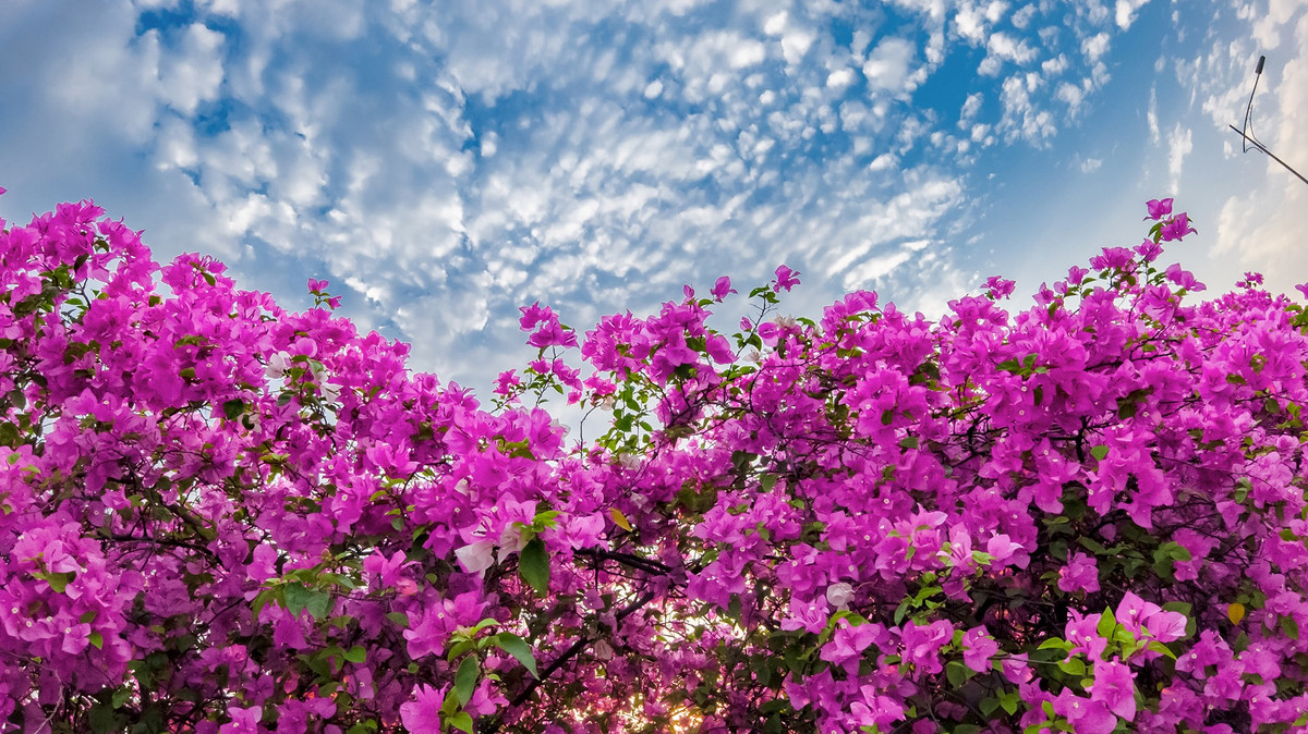 Từng bông hoa giấy mỏng manh, đậm màu rung rinh trước gió khiến ai nấy đều mê mẩn, dù chỉ vô tình đi ngang qua cũng phải dừng lại ngắm nghía.
