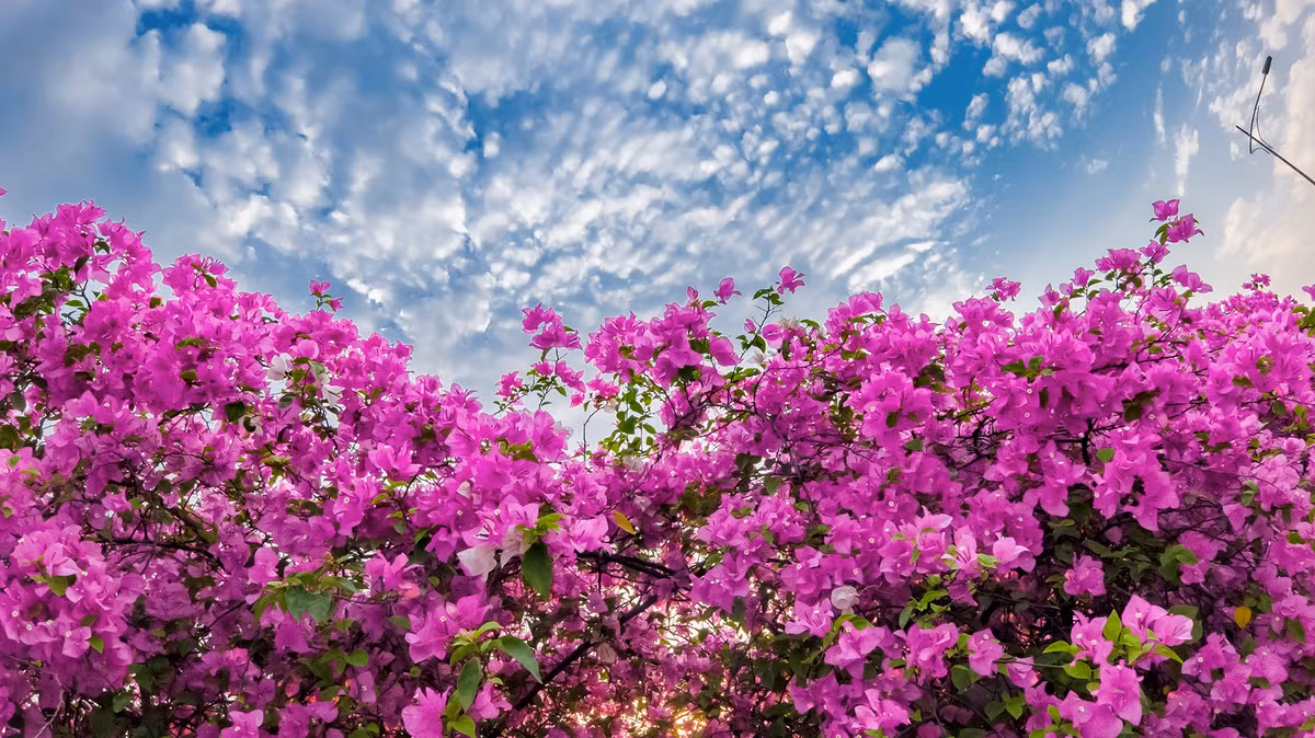 Từng bông hoa giấy mỏng manh, đậm màu rung rinh trước gió khiến ai nấy đều mê mẩn, dù chỉ vô tình đi ngang qua cũng phải dừng lại ngắm nghía.