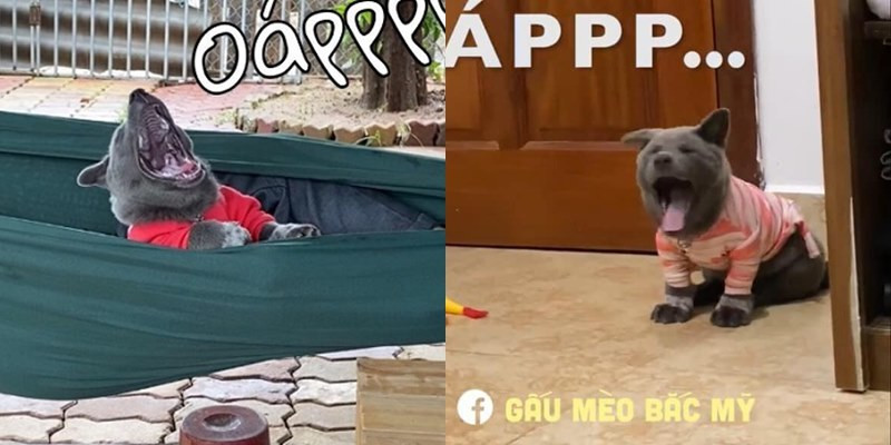 Trước “cậu Vàng” này thì Dúi “idol” đã quá nổi tiếng với loạt biểu cảm “đi vào lòng người” của mình rồi. Không chỉ là gương mặt “cà khịa” thành thương hiệu mà Nguyễn Văn Dúi cũng có không ít khoảnh khắc ngáp ngủ bất chấp hình tượng như chú chó trên đây.