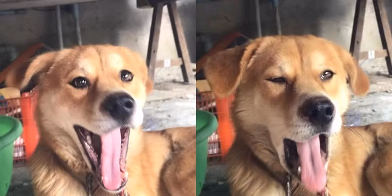 Ban đầu thì cũng nghiêm túc, đẹp trai lắm nhưng bắt đầu kể từ khi há miệng để thực hiện cái ngáp thì hình tượng cũng chạy dài hàng cây số. Hết trợn mắt nhe nanh rồi kết lại bằng nụ cười khoe hàm răng đều tăm tắp của “cậu Vàng” đã khiến người xem không khỏi bật cười.