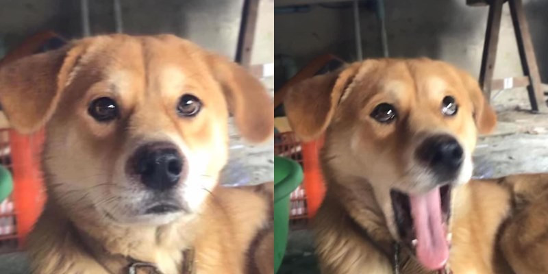 Mới đây, MXH đang lan truyền những bức hình ghi lại quá trình hoàn thành một cái ngáp của chú chó màu vàng và nhận được rất nhiều sự quan tâm của mọi người. Thật ra cũng chẳng có gì là to tát cả. Đơn giản là nó đang ngáp nhưng được chủ nhận chụp lại theo kiểu “thà bấm nhầm còn hơn bỏ sót” và thế là cho ra đời bao nhiêu biểu cảm hài hước và đầy tính giải trí.