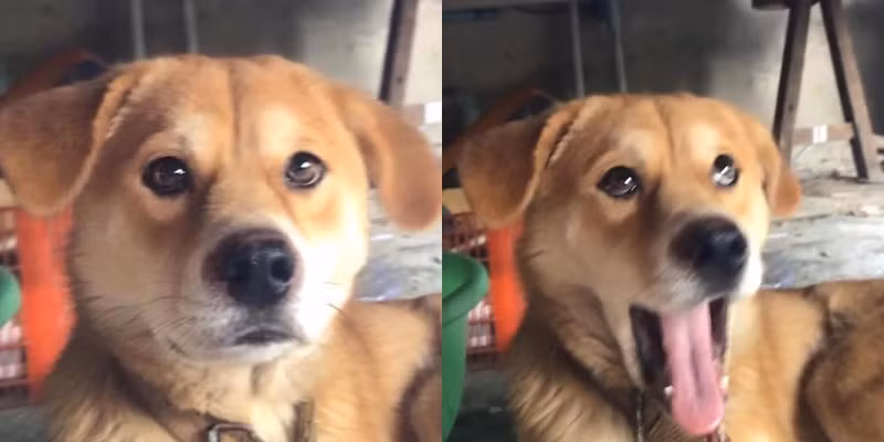 Mới đây, MXH đang lan truyền những bức hình ghi lại quá trình hoàn thành một cái ngáp của chú chó màu vàng và nhận được rất nhiều sự quan tâm của mọi người. Thật ra cũng chẳng có gì là to tát cả. Đơn giản là nó đang ngáp nhưng được chủ nhận chụp lại theo kiểu “thà bấm nhầm còn hơn bỏ sót” và thế là cho ra đời bao nhiêu biểu cảm hài hước và đầy tính giải trí.