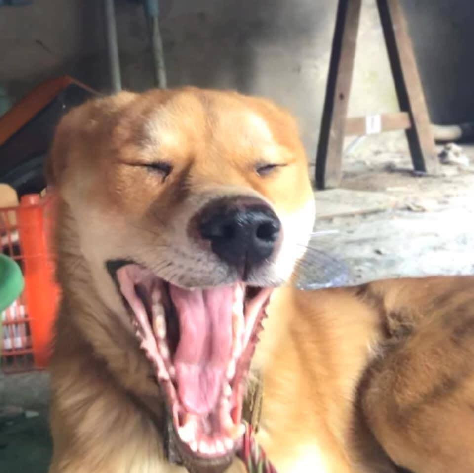 Dúi hiện nay đã có đối thủ rồi khi đã xuất hiện chú chó chỉ bằng một lần ngáp ngủ thôi đã thu hút sự chú ý không kém của cư dân mạng.