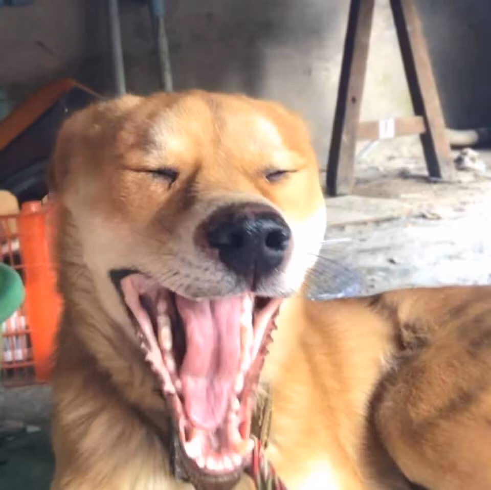 Dúi hiện nay đã có đối thủ rồi khi đã xuất hiện chú chó chỉ bằng một lần ngáp ngủ thôi đã thu hút sự chú ý không kém của cư dân mạng.