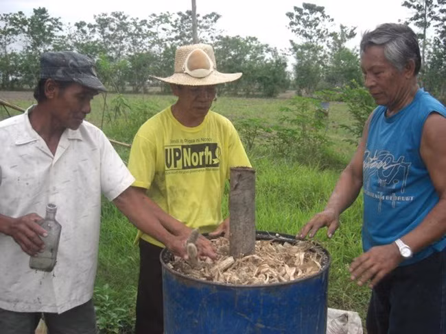 Giá thu mua lên đế 2 triệu đồng/tấn. Ngoài ra, chúng có thể xay ra làm nguyên liệu trồng nấm.