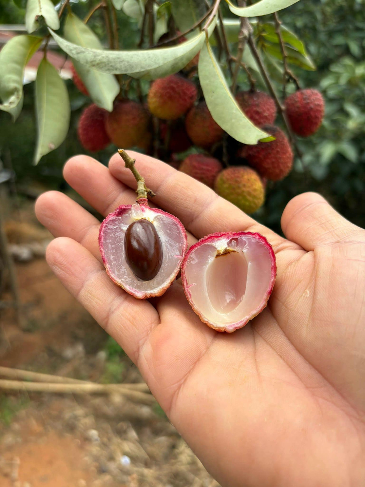 Giống vải ở Tây Nguyên thường được thu hoạch sớm hơn 1 tháng so với ngoài Bắc. Vì vậy trong khi đất Bắc Giang Hải Dương vải vẫn còn phơn phớt thì ở đây đã kết thúc vụ.