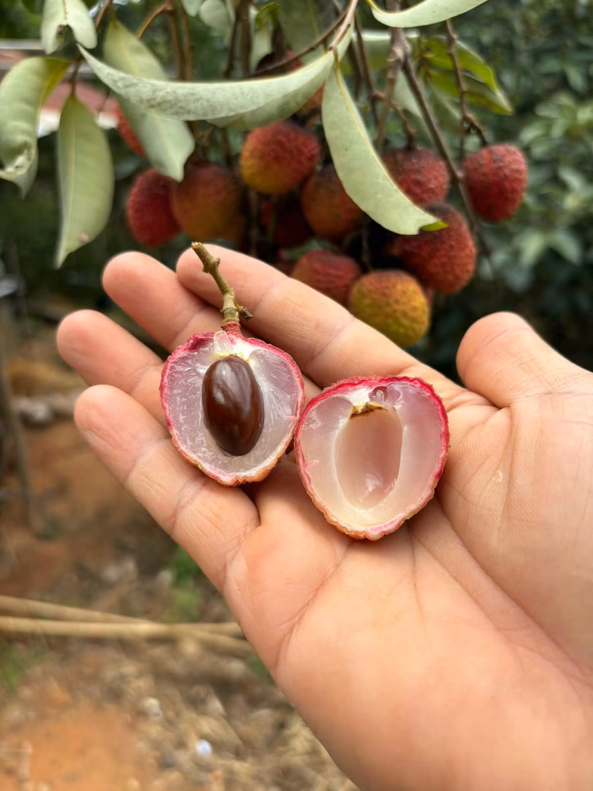 Giống vải ở Tây Nguyên thường được thu hoạch sớm hơn 1 tháng so với ngoài Bắc. Vì vậy trong khi đất Bắc Giang Hải Dương vải vẫn còn phơn phớt thì ở đây đã kết thúc vụ.