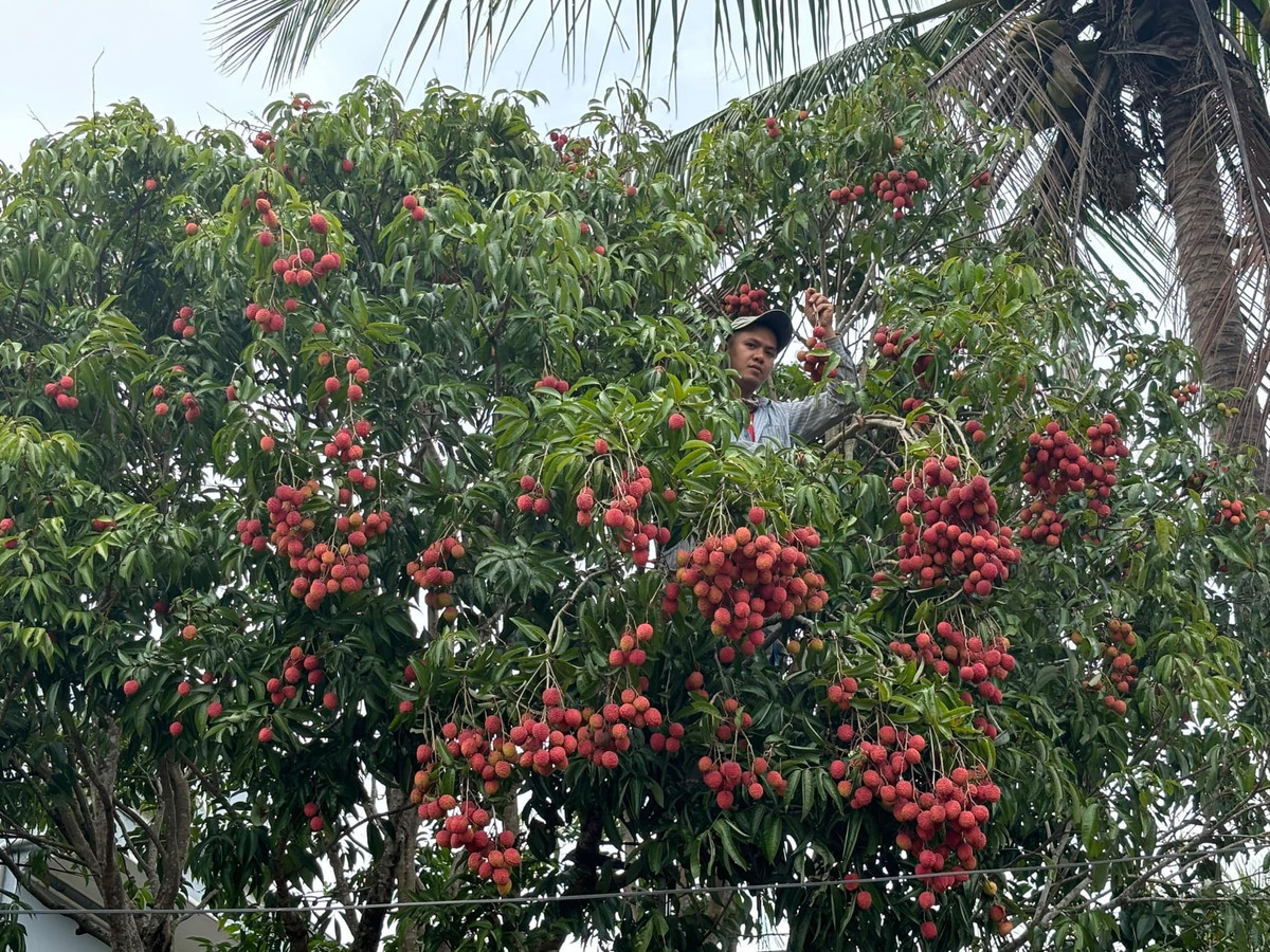 Sau bài đăng, rất nhiều người đã bày tỏ muốn có được địa chỉ cây vải "U buồn" để tận mục sở thị loại vải đặc biệt này.