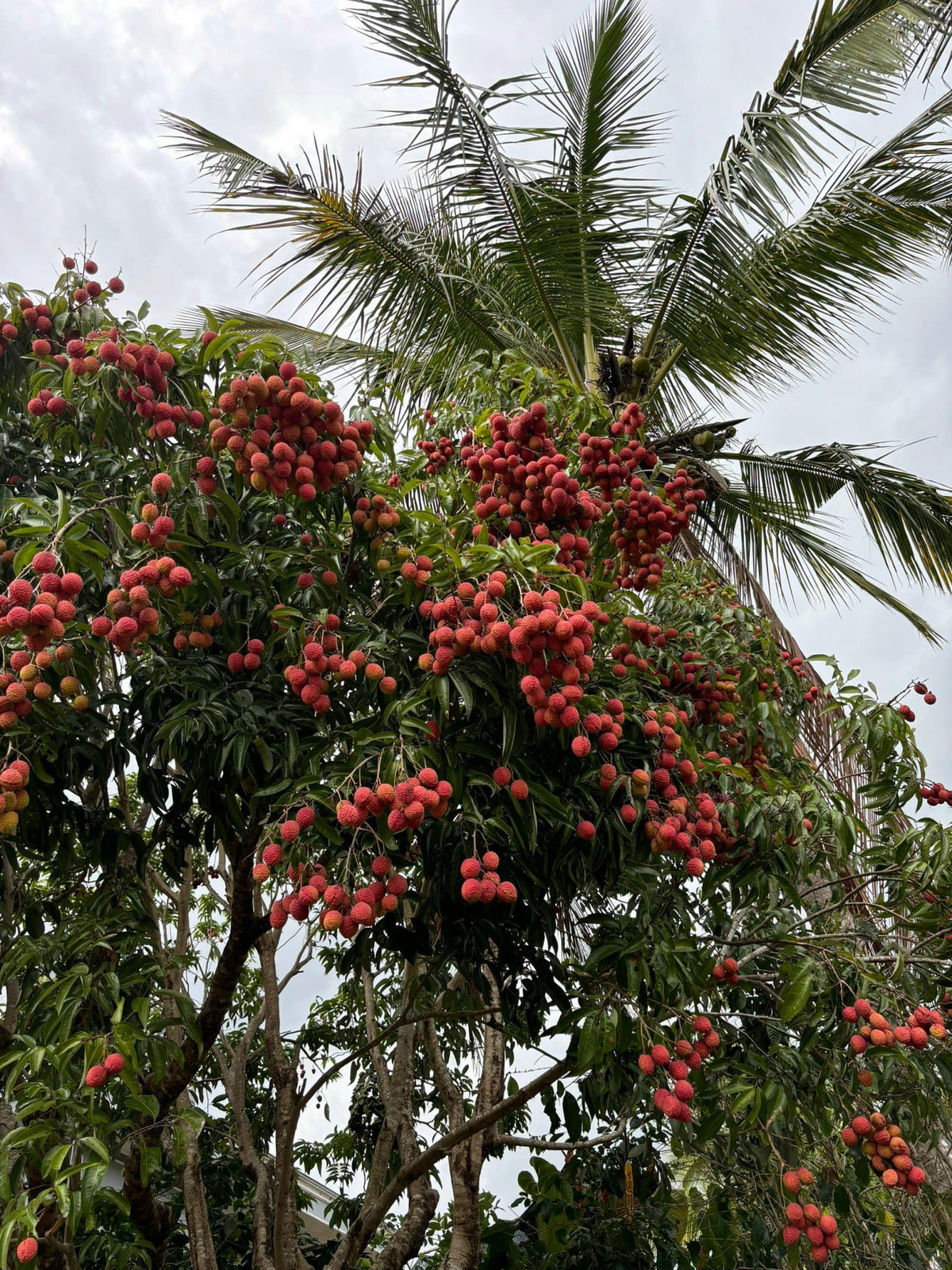 Nhiều người vẫn mặc định rằng vải là dành cho những vùng miền Bắc, chứ những tỉnh thuộc Tây Nguyên thì khó trồng loại cây này. Chính vậy khi một chàng trai đăng tải loạt hình ảnh về cây vải nhà vượt loạt chú thích hài hước lên một hội nhóm khiến rất nhiều người quan tâm.