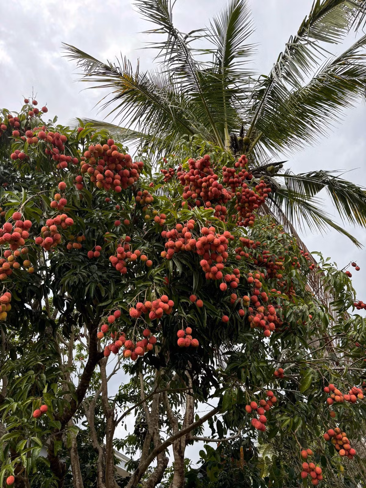 Nhiều người vẫn mặc định rằng vải là dành cho những vùng miền Bắc, chứ những tỉnh thuộc Tây Nguyên thì khó trồng loại cây này. Chính vậy khi một chàng trai đăng tải loạt hình ảnh về cây vải nhà vượt loạt chú thích hài hước lên một hội nhóm khiến rất nhiều người quan tâm.