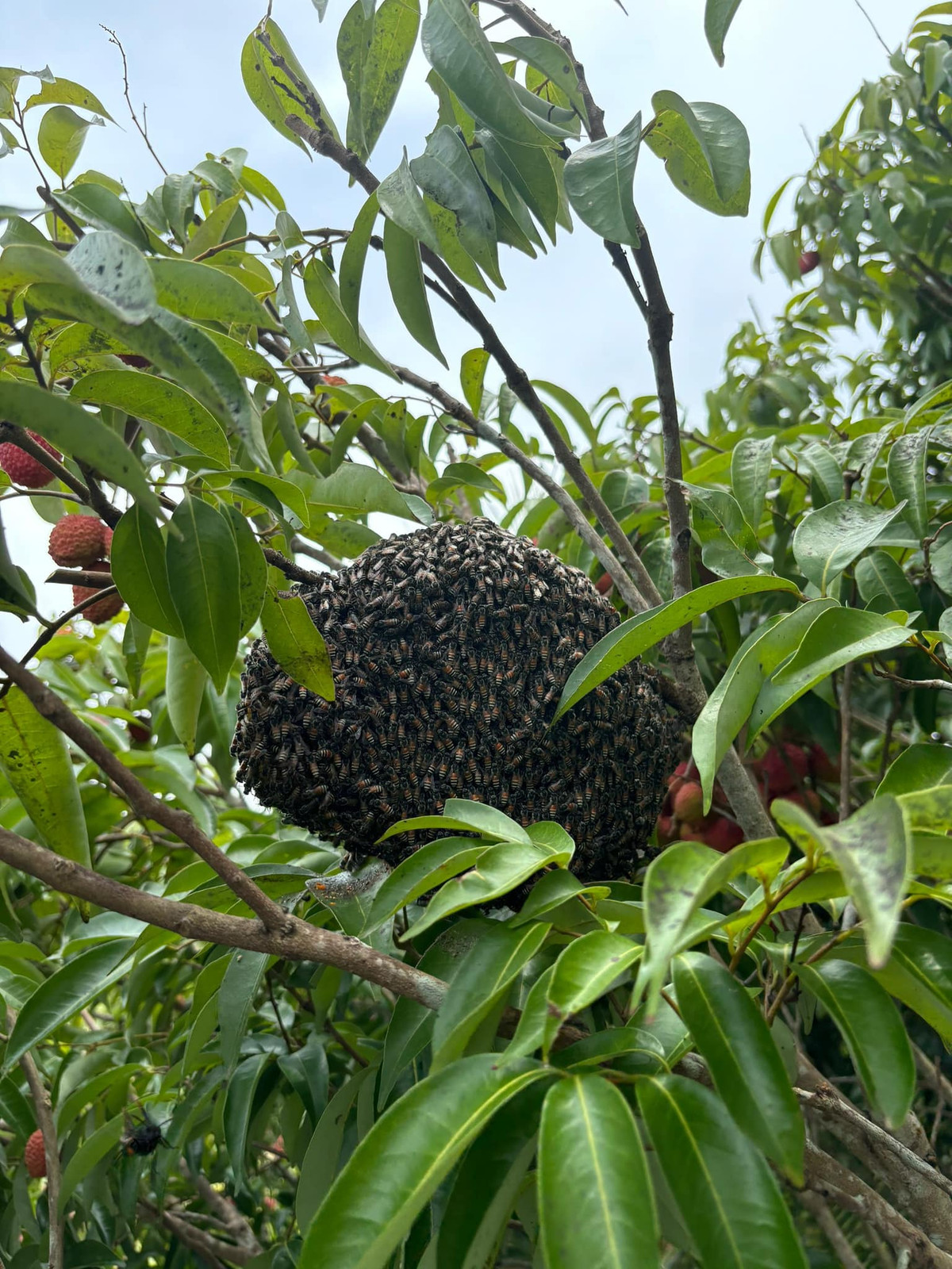 Điều đặc biệt hơn cả là có một tổ ong làm trên cây vải từ lúc vải mới ra hoa. Đến khi vải thu hoạch sắp hết nó cũng lo dọn đi rất gấp, đi ngay trong đêm hôm ấy.