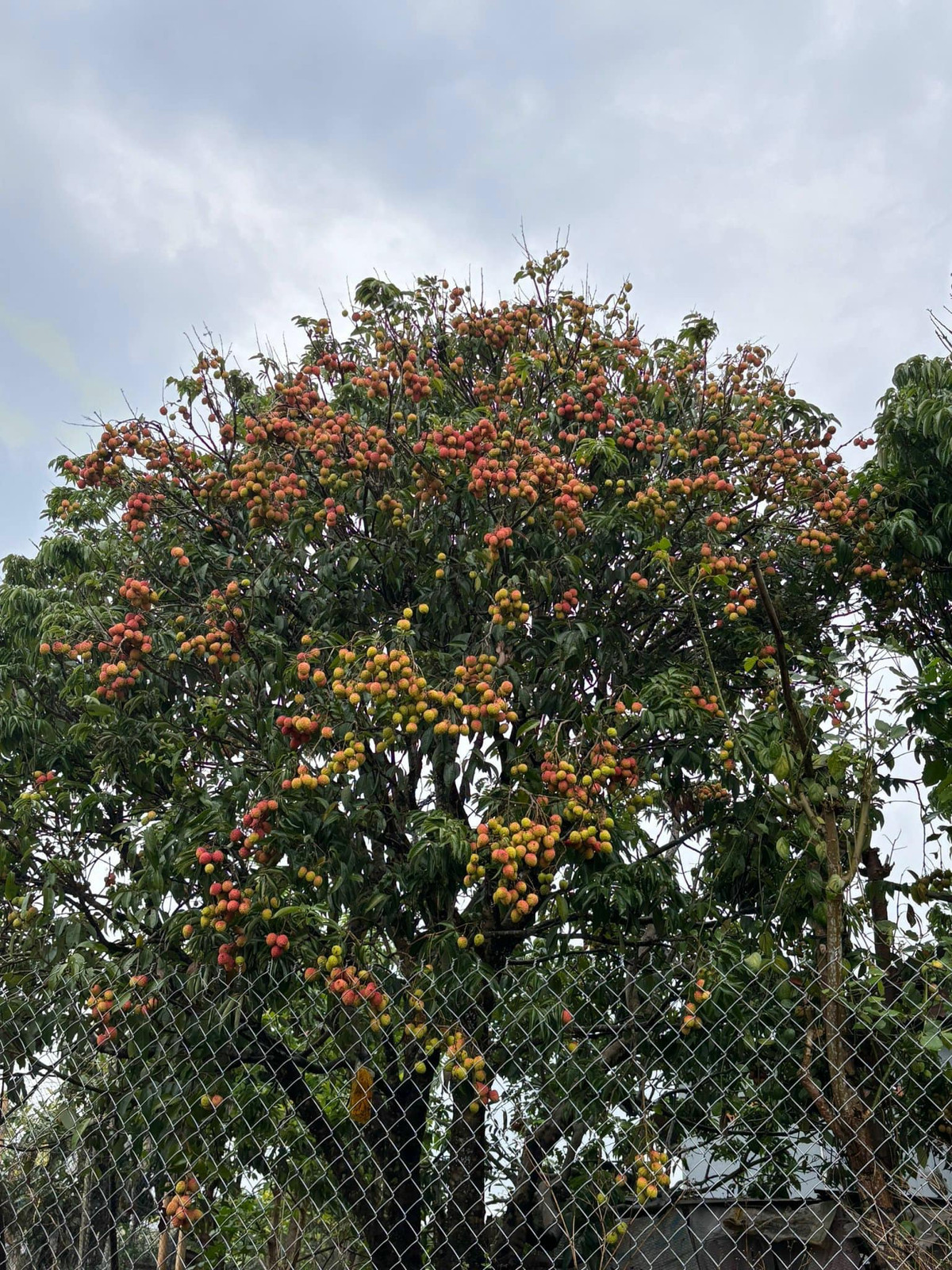 Bài đăng hóm hỉnh của chàng trai phía Nam Tây Nguyên hiện thu hút hơn 11.000 lượt yêu thích trên Facebook.