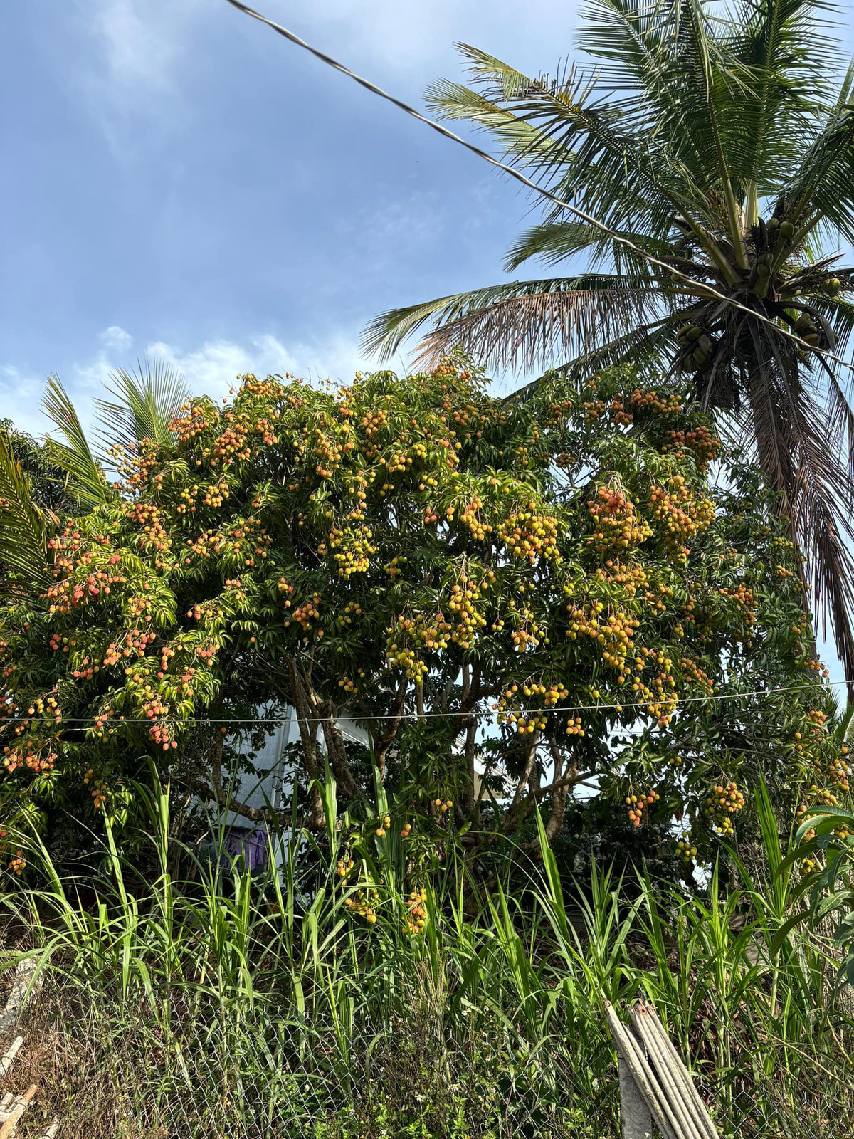 Cây vải này ở thị trấn cổ D’ran nằm giữa hai con đèo Ngoạn Mục và D’ran thuộc địa phận huyện Đơn Dương, tỉnh Lâm Đồng.