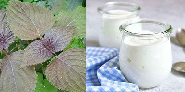 U42 trong cu nhu gai 24 chi nho la tia to re tien, mua dau cung duoc-Hinh-2