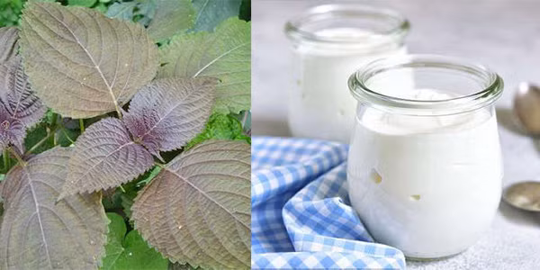 U42 trong cu nhu gai 24 chi nho la tia to re tien, mua dau cung duoc-Hinh-2