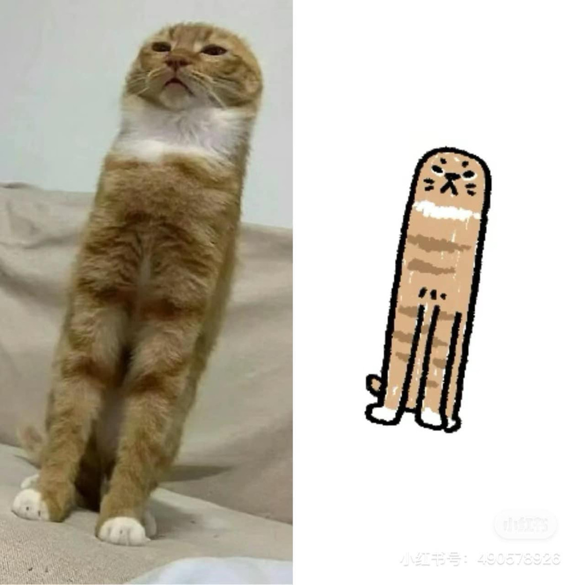 Chú mèo tức giận nhưng trông vẫn rất cute.