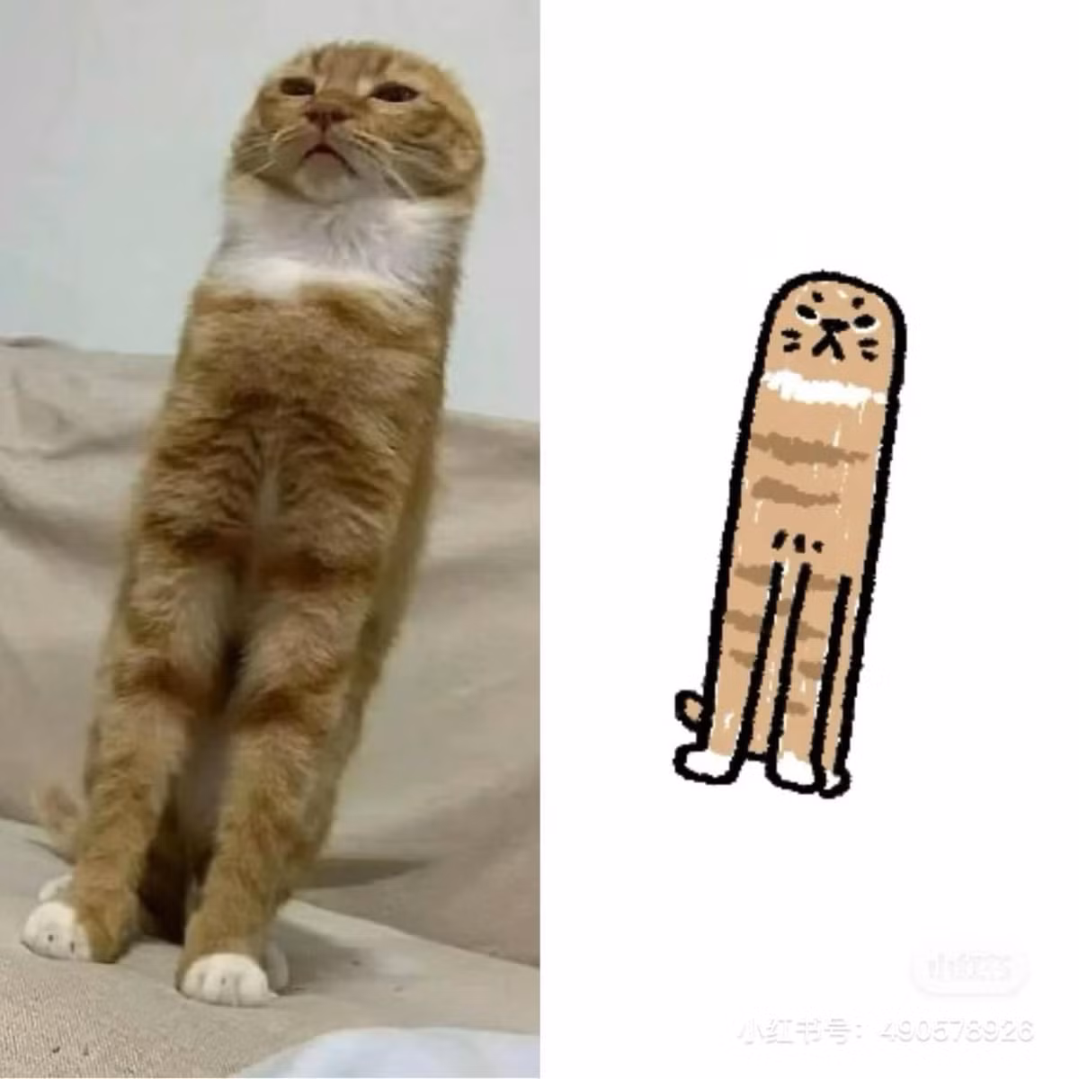 Chú mèo tức giận nhưng trông vẫn rất cute.