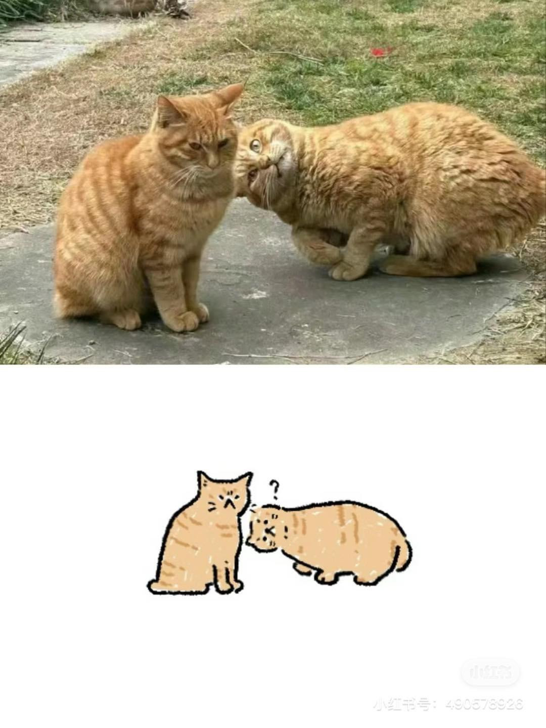 Những nét vẽ đáng yêu khiến tình huống căng thẳng của 2 chú mèo trở nen dễ thương hơn bao giờ hết.