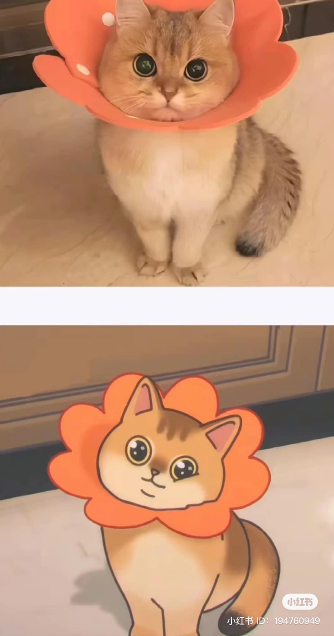 Chú mèo này vào ảnh có vẻ như...hiền dịu hơn bên ngoài.