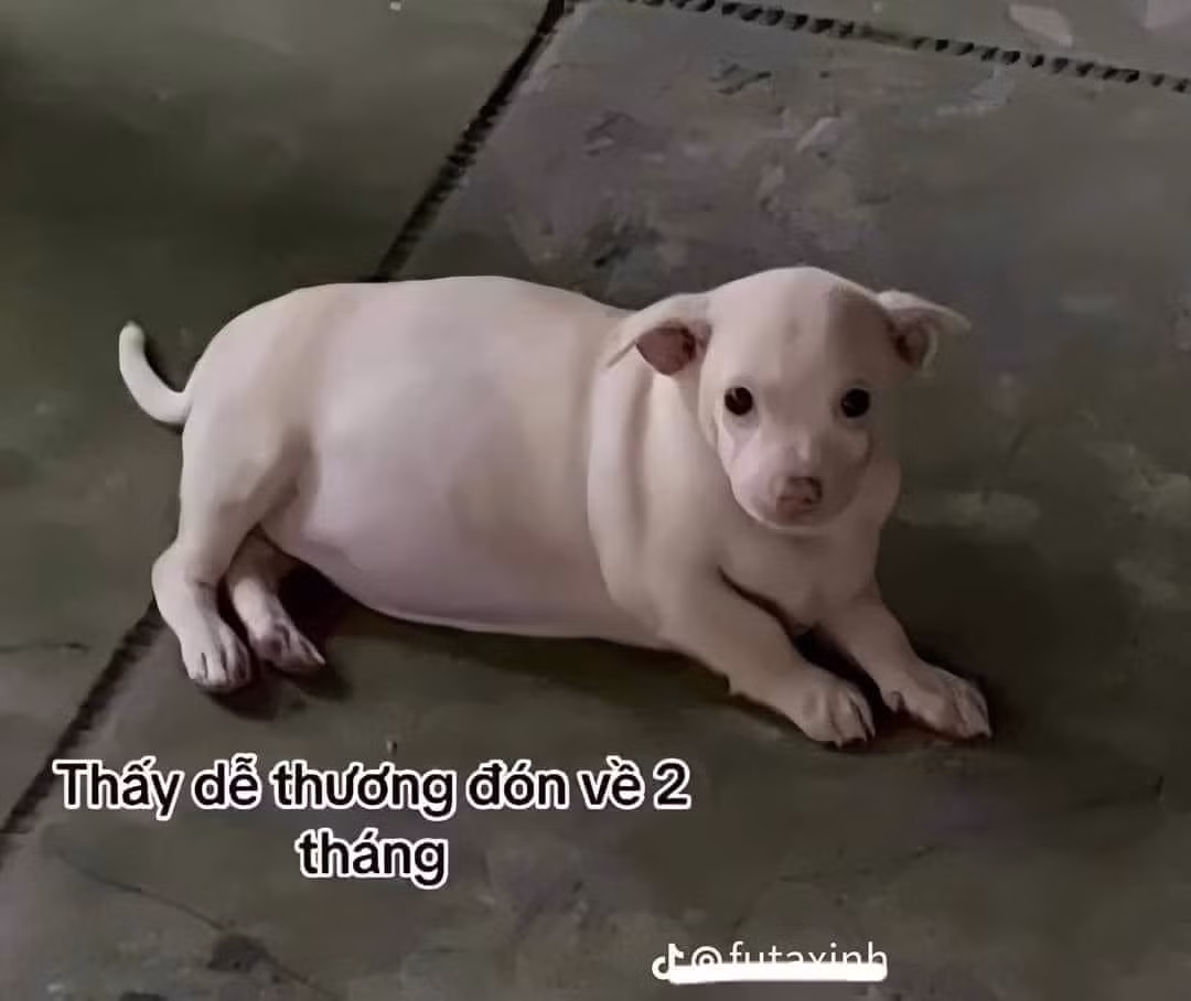 Câu chuyện được chia sẻ trên 1 tài khoảng mạng xã hội cũng khiến nhiều người cười ra nước mắt. Chủ của chú chó này đón em nó về từ lúc chỉ mới vừa 2 tháng tuổi, trông cũng đáng yêu mũm mĩm.