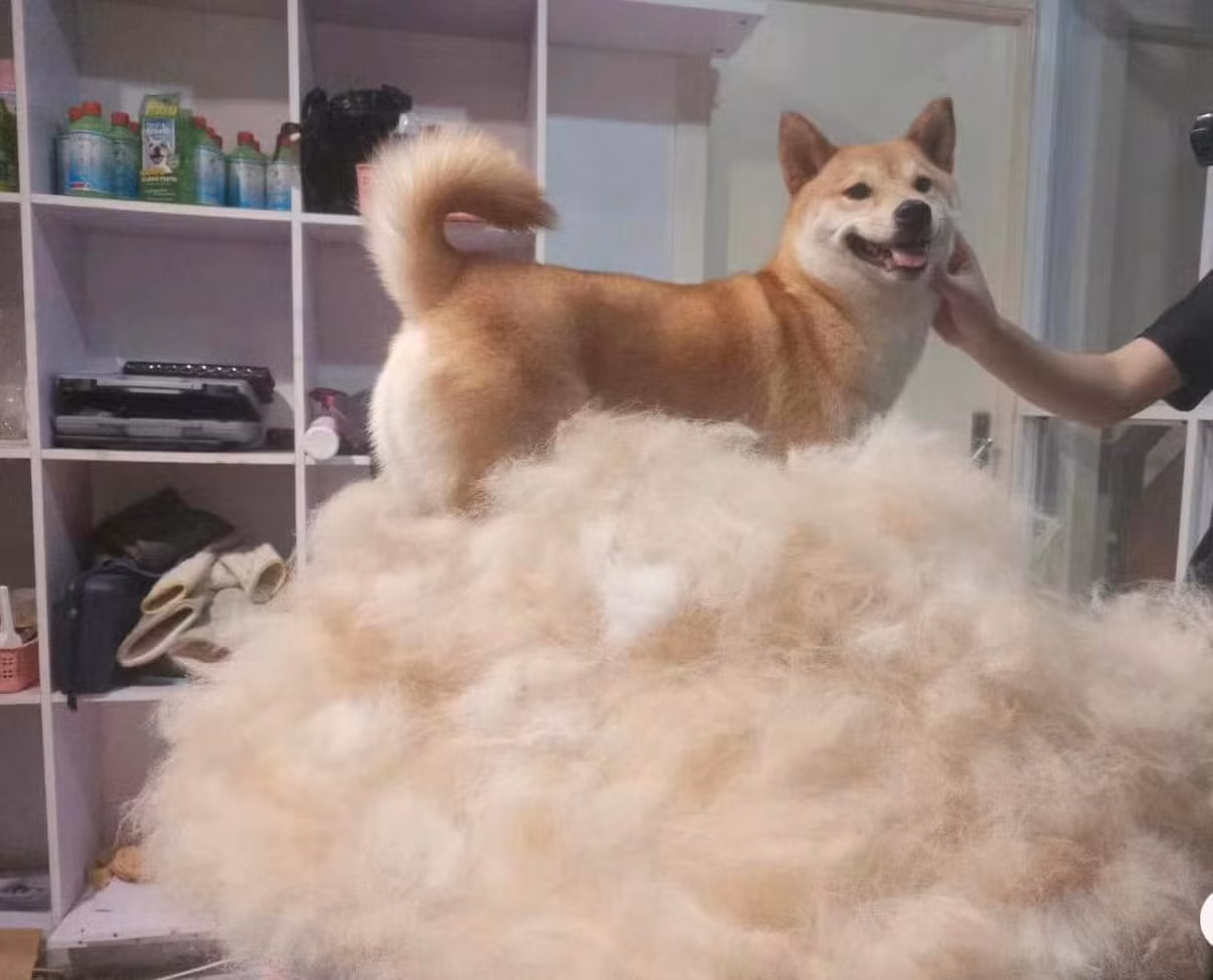 Kiếp nạn mang tên lông chó rụng khắp nhà...